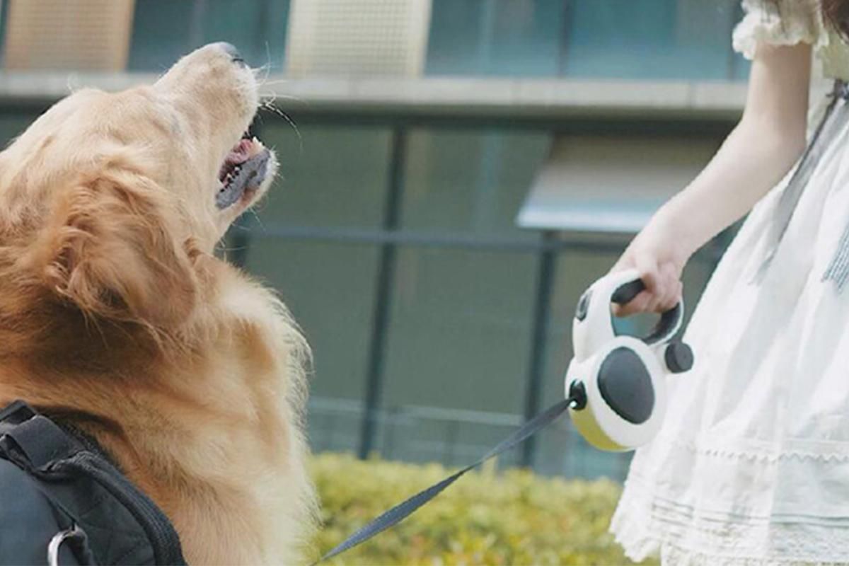 5m LED Retractable Dog Leash – Large